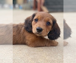 Dachshund Puppy for sale in DESCANSO, CA, USA