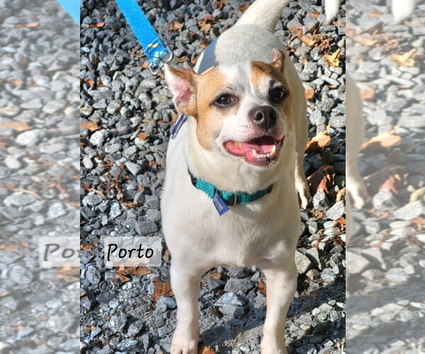 Medium Photo #6 Jack Chi Puppy For Sale in Ellijay, GA, USA