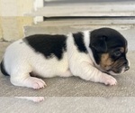 Small Photo #6 Jack Russell Terrier Puppy For Sale in FORT PIERCE, FL, USA