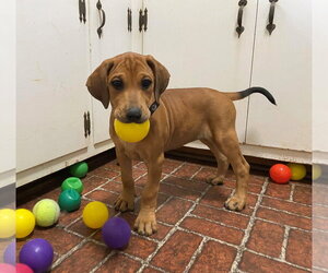 Regina - Female Doberman Pinscher-Unknown Mix Dog for Adoption - Photo #9