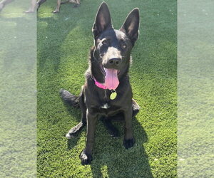 German Shepherd Dog Dogs for adoption in Modesto, CA, USA