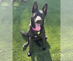 Small German Shepherd Dog