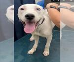 Small Dogo Argentino Mix