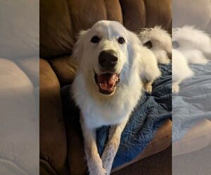 Great Pyrenees Dogs for adoption in WHITEWRIGHT, TX, USA