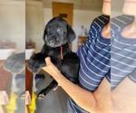 Image preview for Ad Listing. Nickname: Black lab male