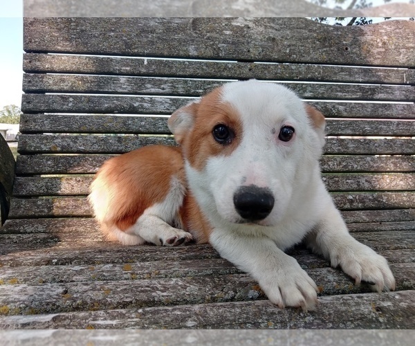Medium Photo #3 Pembroke Welsh Corgi Puppy For Sale in SPRINGFIELD, MO, USA
