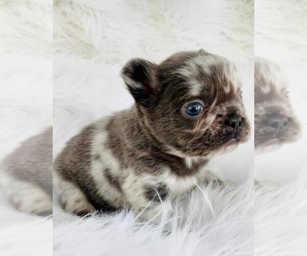 Medium Photo #15 French Bulldog Puppy For Sale in ALEXANDRIA, IN, USA