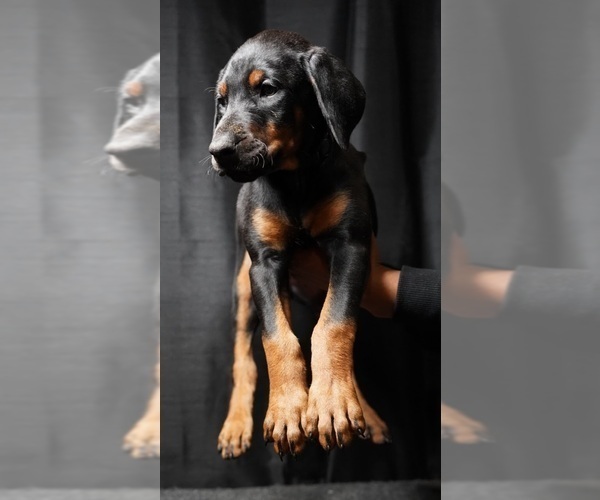 Medium Photo #9 Doberman Pinscher Puppy For Sale in ALEXANDRIA, VA, USA