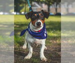 Small #14 Jack Russell Terrier