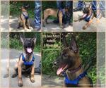 Small Photo #1 Belgian Malinois Puppy For Sale in REDBUSH, KY, USA