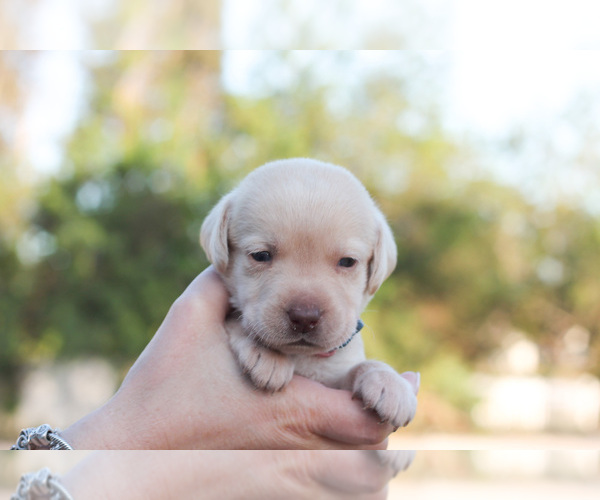 Medium Photo #6 Labrador Retriever Puppy For Sale in WEST PALM BEACH, FL, USA