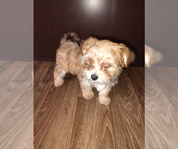 Medium Photo #5 Maltese Puppy For Sale in LAPEER, MI, USA