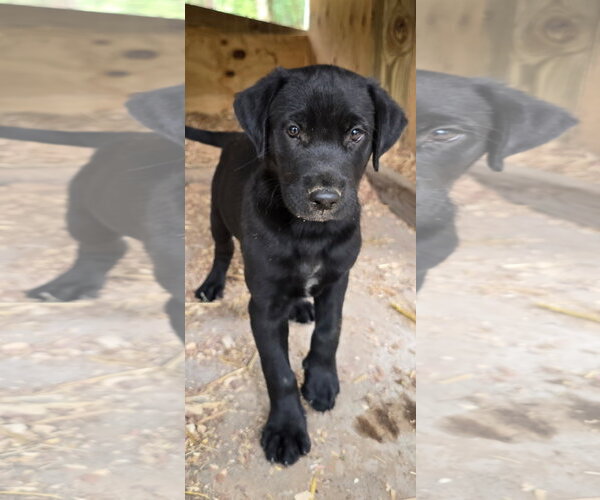 Medium Photo #2 Labrador Retriever-Unknown Mix Puppy For Sale in Kannapolis, NC, USA