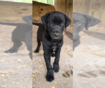 Small #1 Labrador Retriever Mix