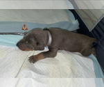 Puppy Grey collar Doberman Pinscher