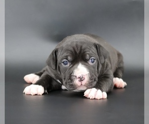 American Bully Puppy for sale in CHAMPAIGN, IL, USA