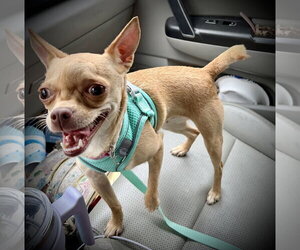 Chihuahua Dogs for adoption in Holly Springs, NC, USA