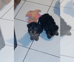 Small Photo #4 Yorkshire Terrier Puppy For Sale in VALLEJO, CA, USA