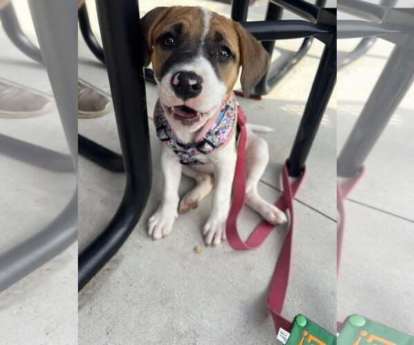 Medium Photo #4 Mutt Puppy For Sale in Greenville, SC, USA