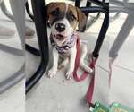 Small #3 Mutt
