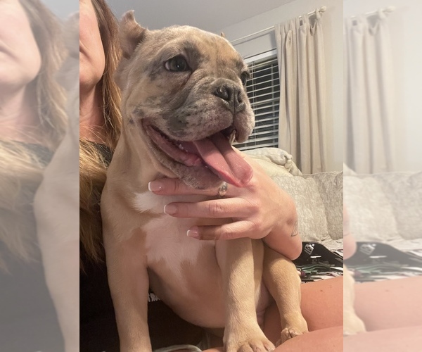 Medium Photo #4 American Bully Puppy For Sale in MURFREESBORO, TN, USA