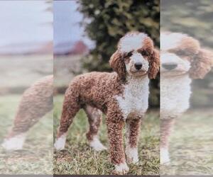 Father of the Goldendoodle (Miniature) puppies born on 04/28/2025
