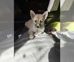 Small Photo #81 Pomsky Puppy For Sale in LOVELAND, CO, USA