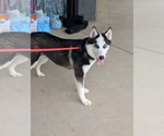 Small #9 Siberian Husky