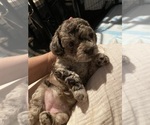 Small Photo #38 Poodle (Toy) Puppy For Sale in MURRIETA, CA, USA