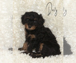 Puppy Dusty Goldendoodle (Miniature)
