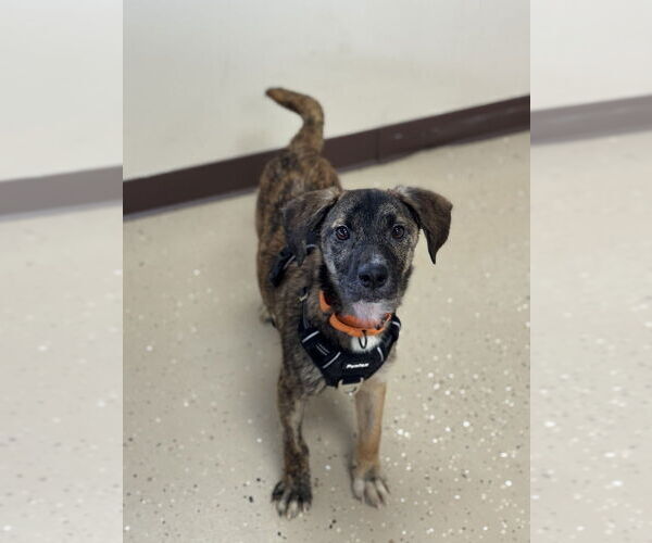 Medium Photo #3 Feist Terrier-Unknown Mix Puppy For Sale in Mundelein, IL, USA