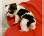 Small Photo #3 Mutt Puppy For Sale in Boca Raton, FL, USA