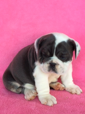 English Bulldogge Puppy for sale in EPHRATA, PA, USA