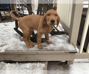 Golden Retriever Puppy for sale in PLATTSBURGH, NY, USA