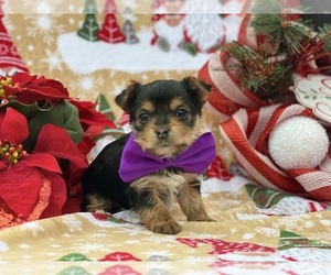 Yorkshire Terrier Puppy for sale in LANCASTER, PA, USA