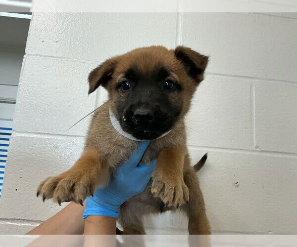 Medium Photo #1 German Shepherd Dog-Unknown Mix Puppy For Sale in San Bernardino, CA, USA