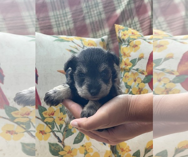 Medium Photo #1 Mutt Puppy For Sale in HOPKINSVILLE/PRINCETON, KY, NH, USA