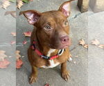 Small #7 Bullboxer Pit