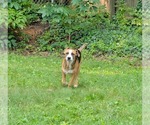 Small #20 Beagle Mix