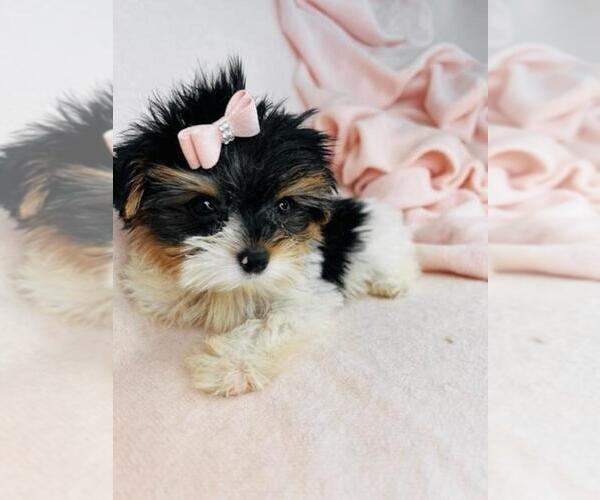 Medium Photo #2 Yorkshire Terrier Puppy For Sale in PEMBROKE PINES, FL, USA
