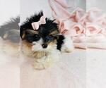 Small #1 Yorkshire Terrier