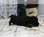 Small Photo #10 YorkiePoo Puppy For Sale in CHANUTE, KS, USA