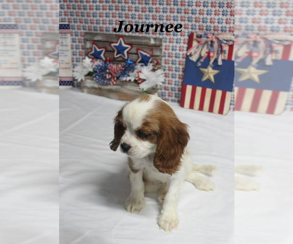 Medium Photo #1 Cavalier King Charles Spaniel Puppy For Sale in CHANUTE, KS, USA