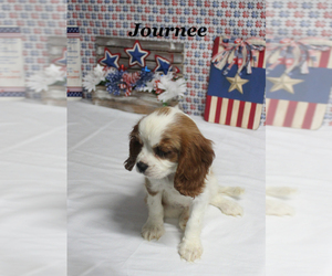 Cavalier King Charles Spaniel Puppy for sale in CHANUTE, KS, USA