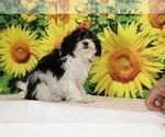 Bubbles - Female Goldendoodle (Miniature) Puppy for Sale - Photo #20