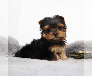 Yorkshire Terrier Puppy for sale in LOS ANGELES, CA, USA