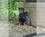 Small Rottweiler