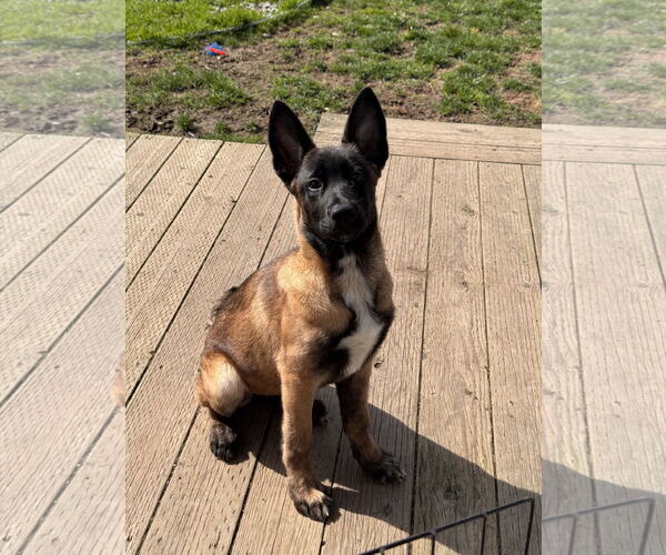Medium Photo #28 German Shepherd Dog Puppy For Sale in Seattle, WA, USA