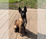 Small #27 German Shepherd Dog