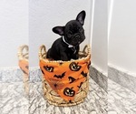 Dallas - Male French Bulldog Puppy for Sale - Photo #3